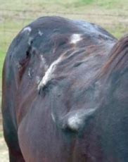 herda wisky|Hereditary Equine Regional Dermal Asthenia homozygote adult .